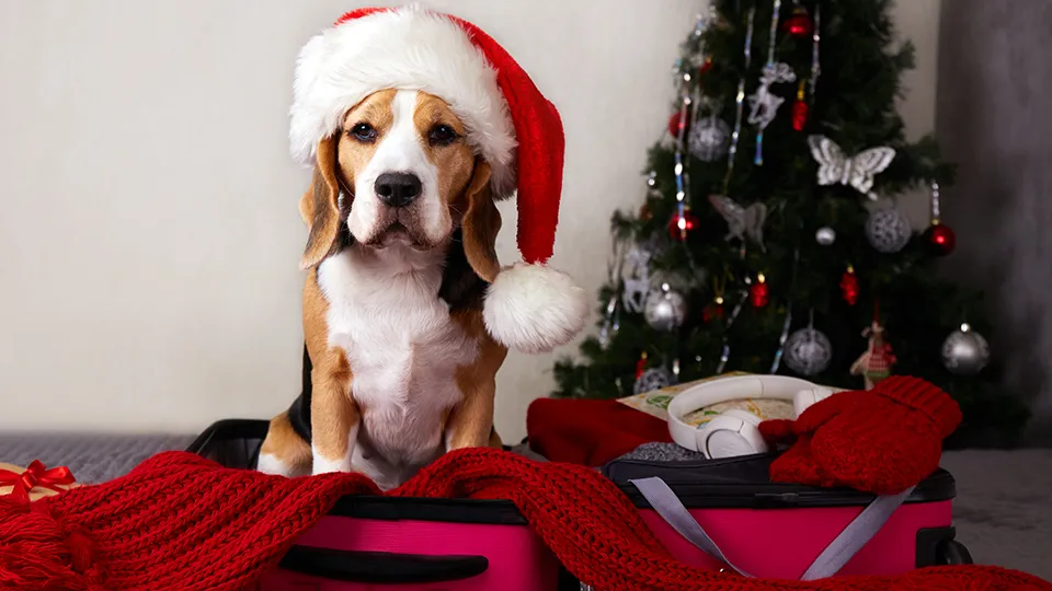 Фото: istockphoto.com/Viktoriya Telminova