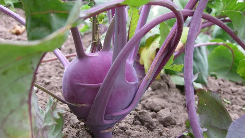 Фото: pxhere.com