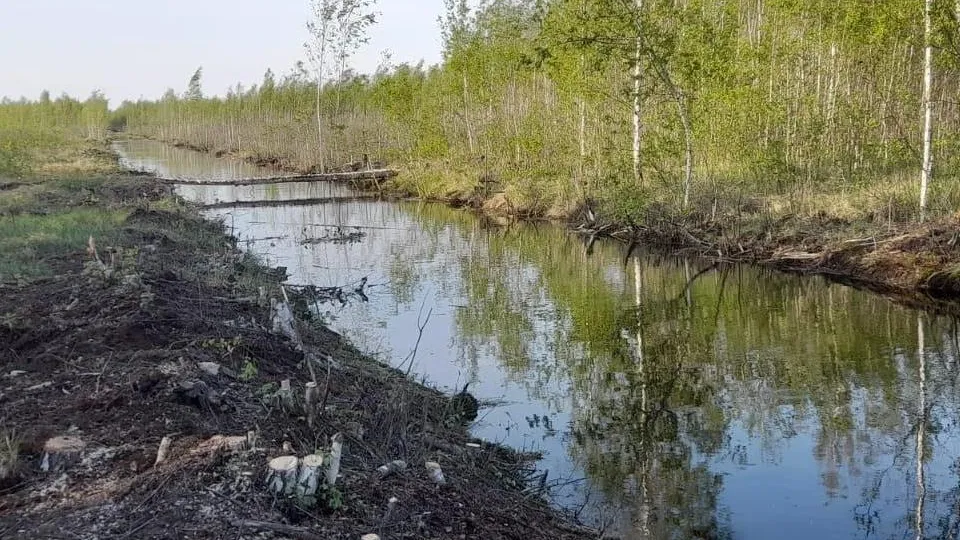 Фото: Комитет лесного хозяйства Московской области
