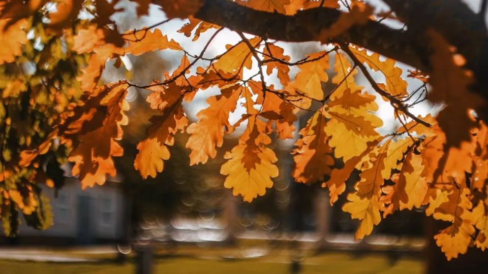 Фото: пресс-служба администрации г.о. Шаховская