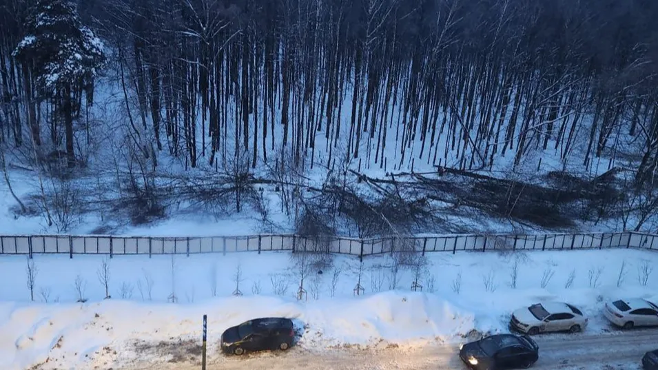 Вырубленные деревья. Фото: ТГ-чат главы округа Станислава Каторова