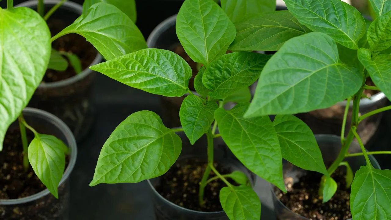 istockphoto.com/Ekaterina79