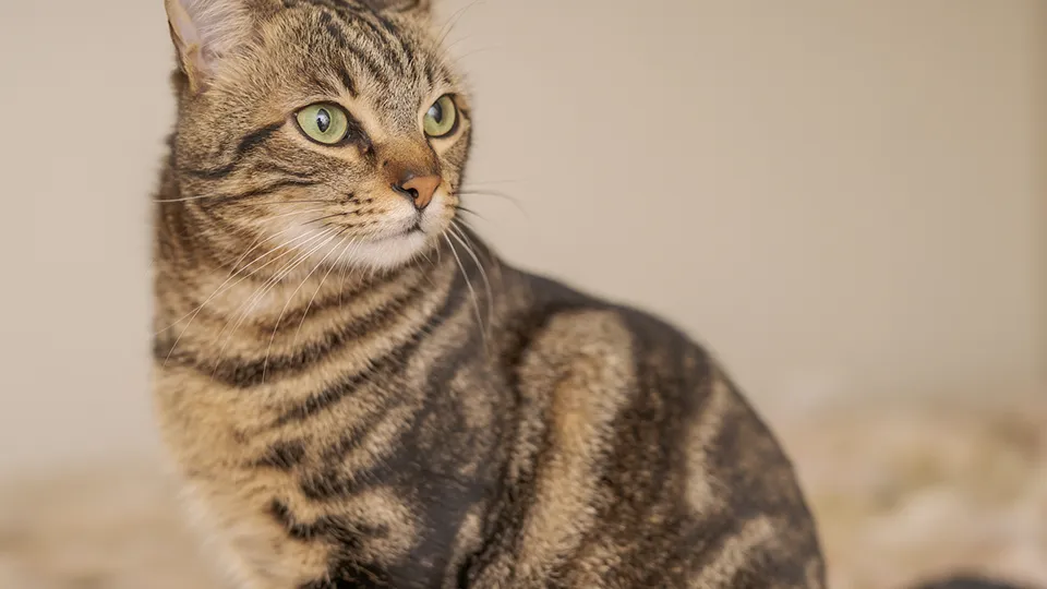 Фото: istockphoto.com/AaronAmat