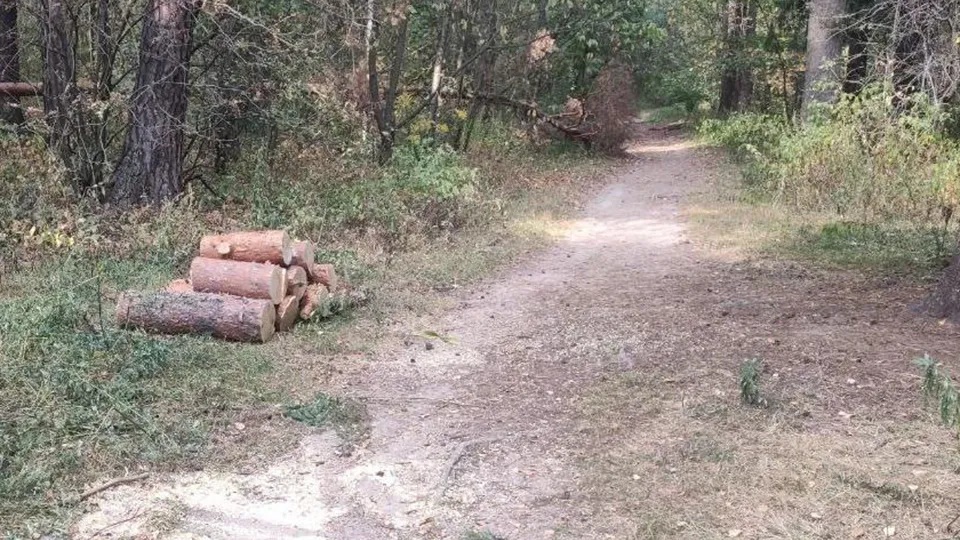 Фото: Комитет лесного хозяйства МО