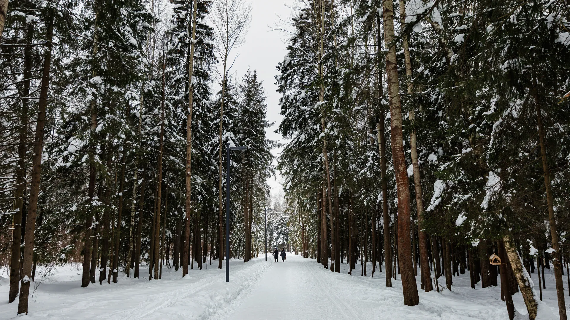 Парк "Авангард" в Электростали. Зима