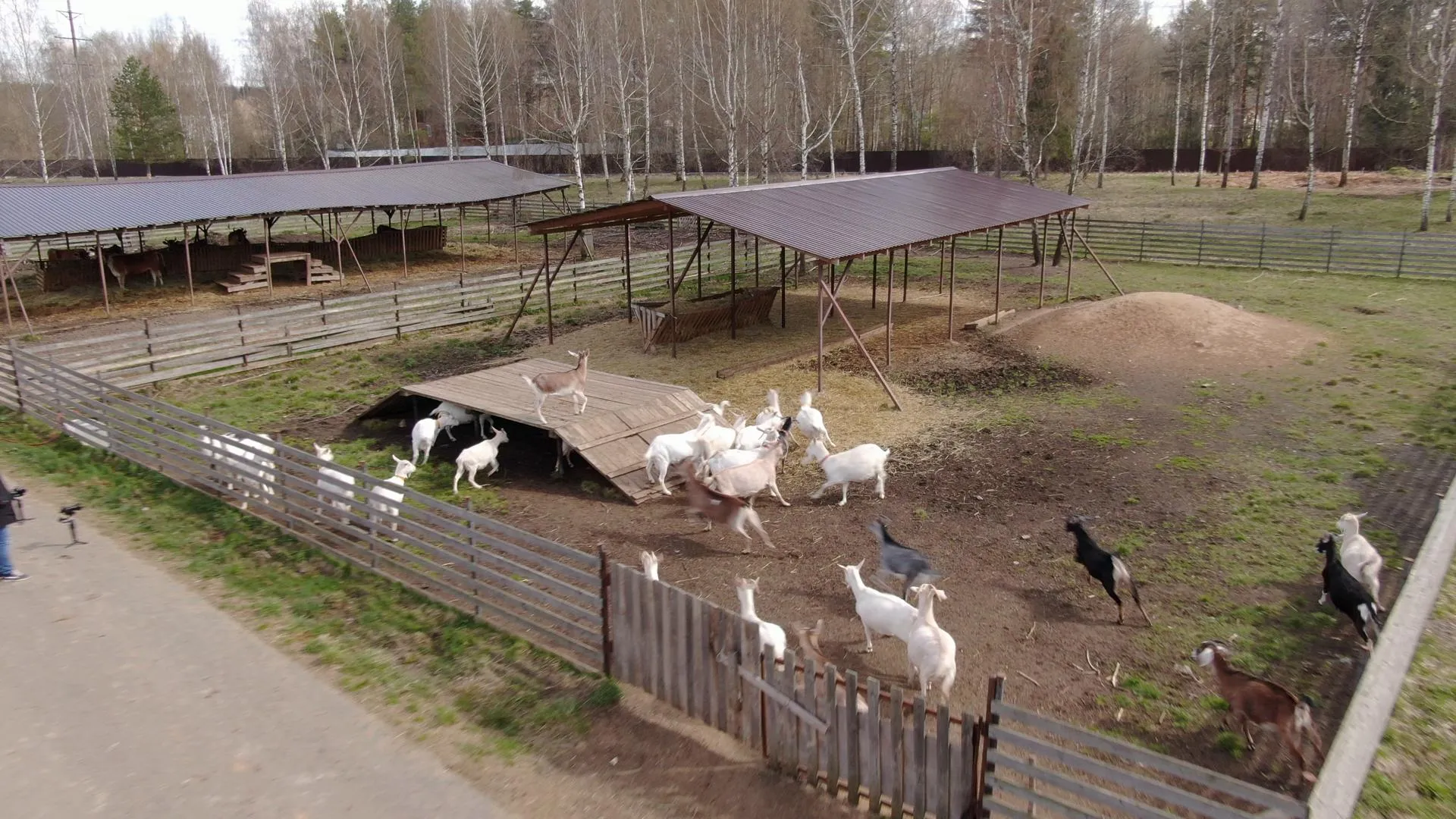 Ксения Борцова