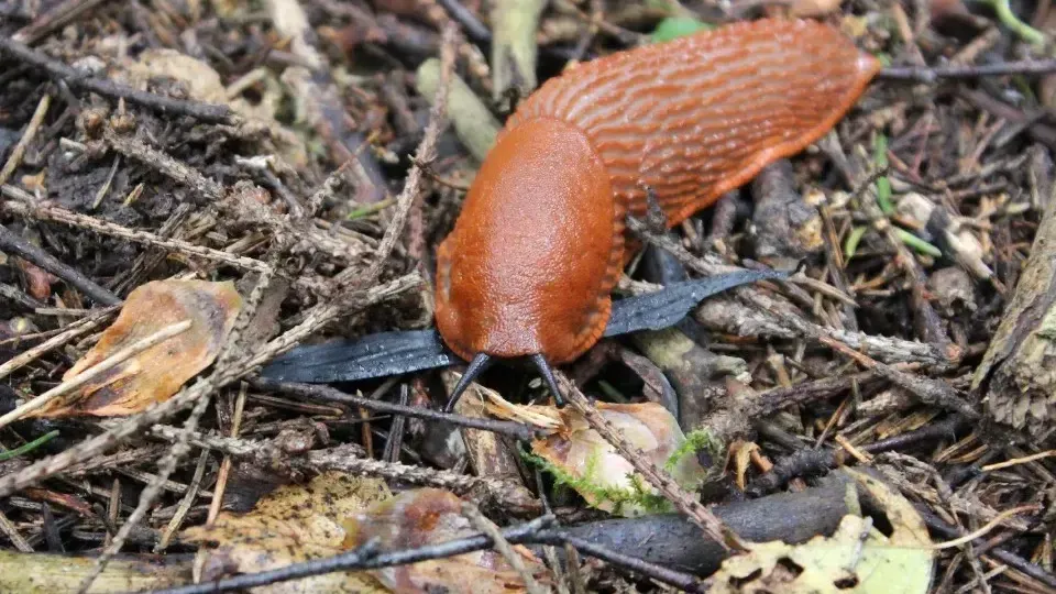 REGIONS/Анастасия Широкая