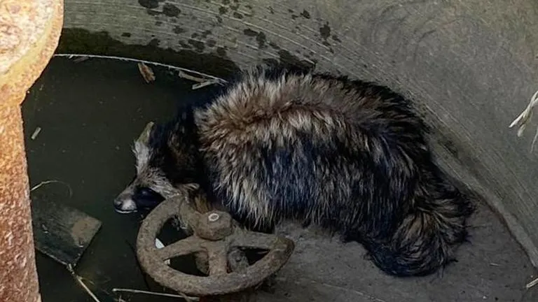 Пресс-служба ГКУ МО "Мособлпожспас"