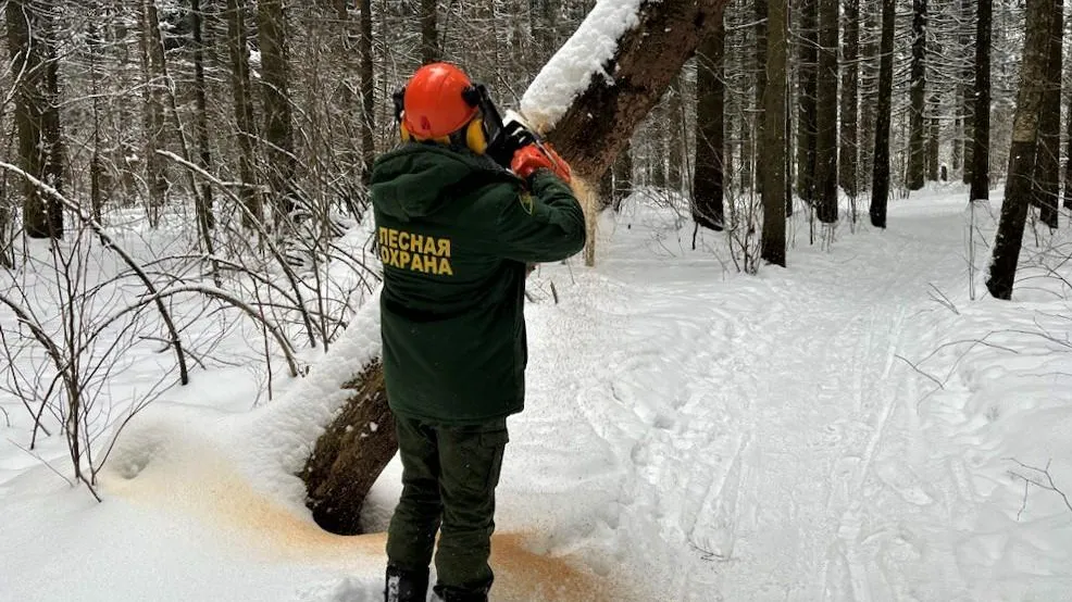 Фото: комитет лесного хозяйства Московской области