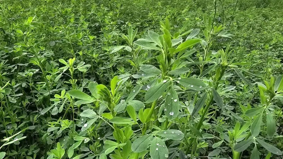 Фото: агрохолдинг «ОСП агро»