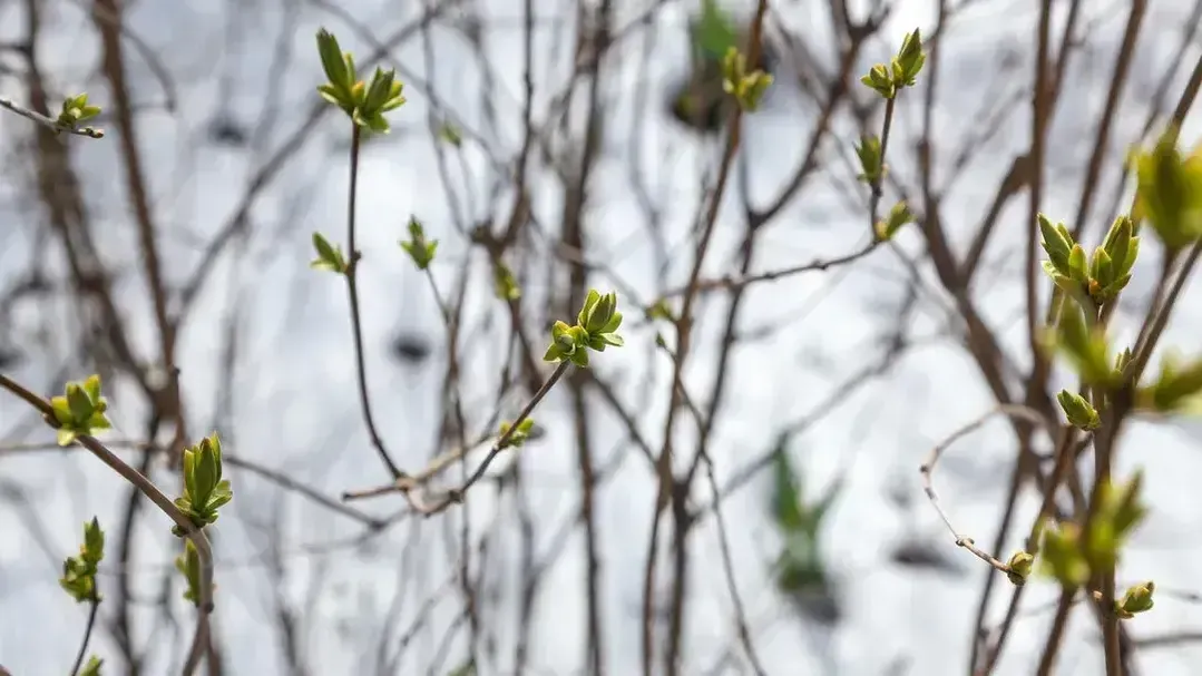 медиасток.рф