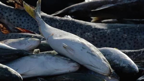 Рыбу, колбасу и сладости можно купить со скидкой на ярмарке «Ценопад» в Химках