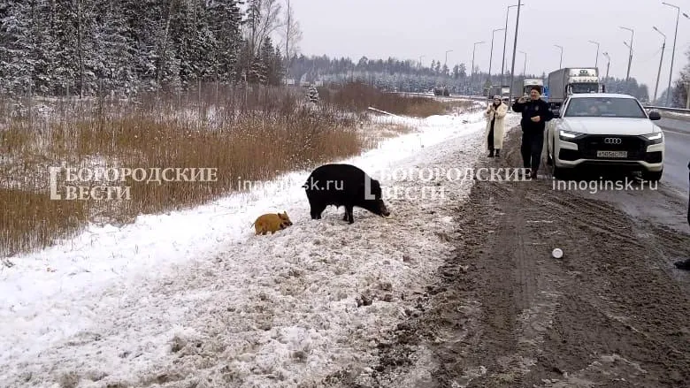 Богородские вести