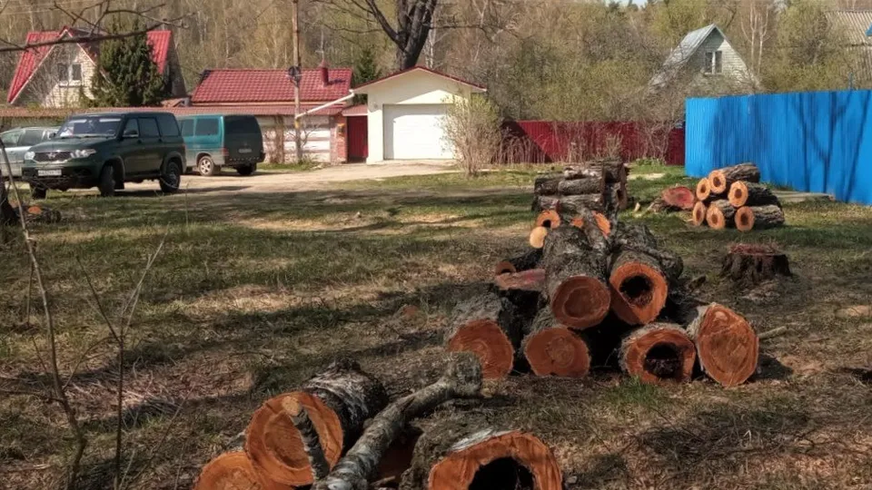 Фото: Комитет лесного хозяйства Московской области