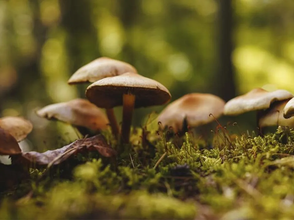 Стало известно, как можно заработать на сборе грибов