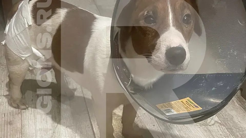 Фото предоставлено владелицей собаки