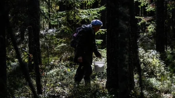 В Ленинградской области нашли женщину, которая заблудилась в лесу