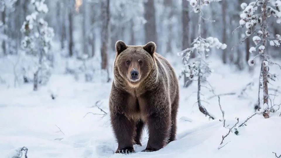 Фото: REGIONS/Сгенерировано нейросетью