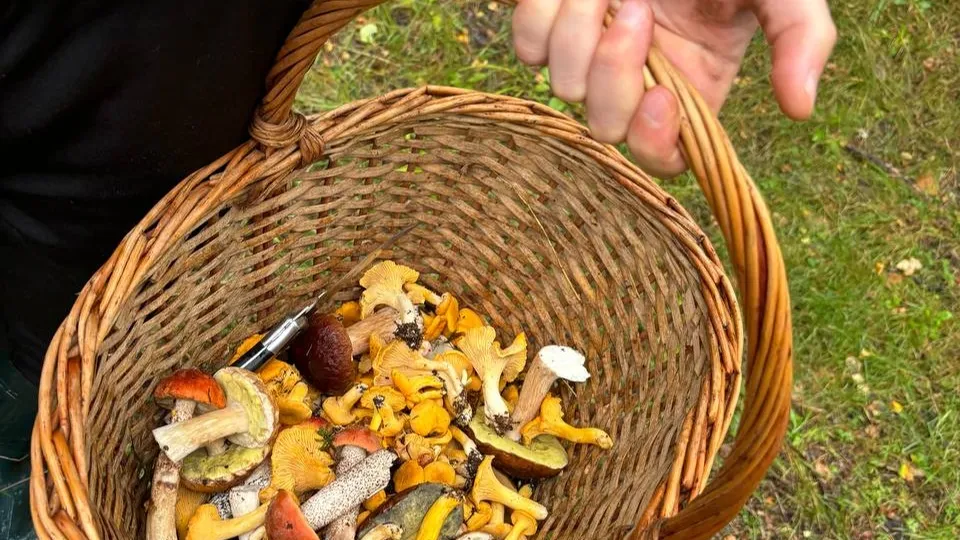 Фото: REGIONS/Алена Мельникова