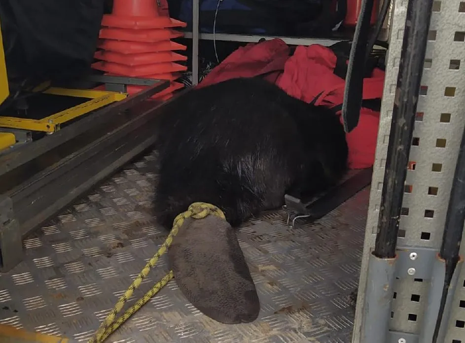 Фото: пресс-служба ГКУ МО «Мособлпожспас»