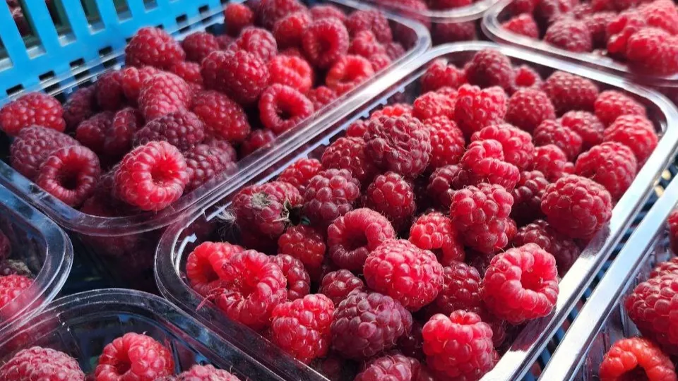 Фото: МедиаБанк Подмосковья/Анна Шолохова