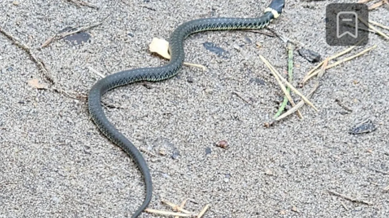 Виталий Сид/МедиаБанк Подмосковье