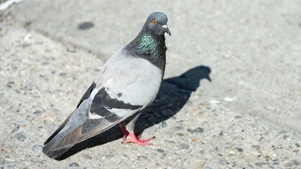 Фото: istockphoto.com/Boogich