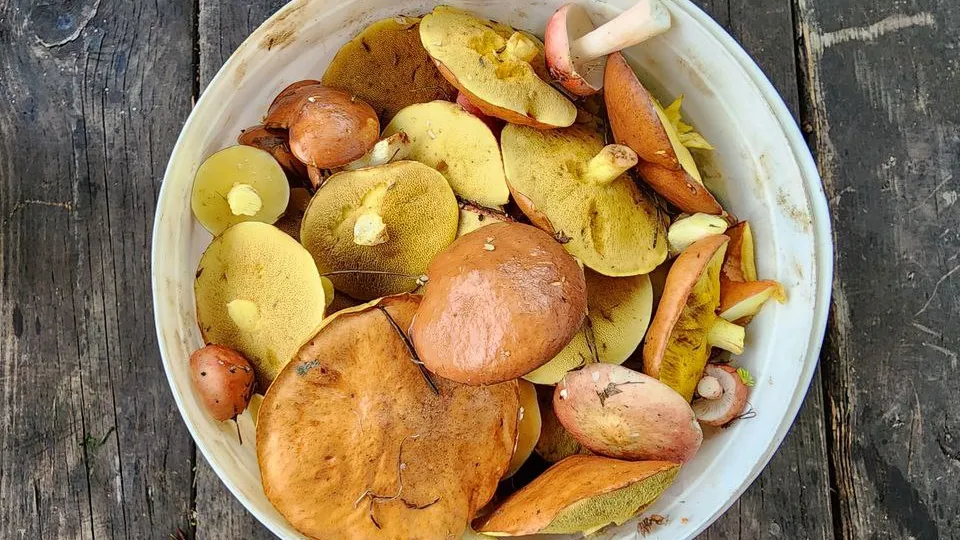 Фото: МедиаБанк Подмосковья/Ксения Пашуто