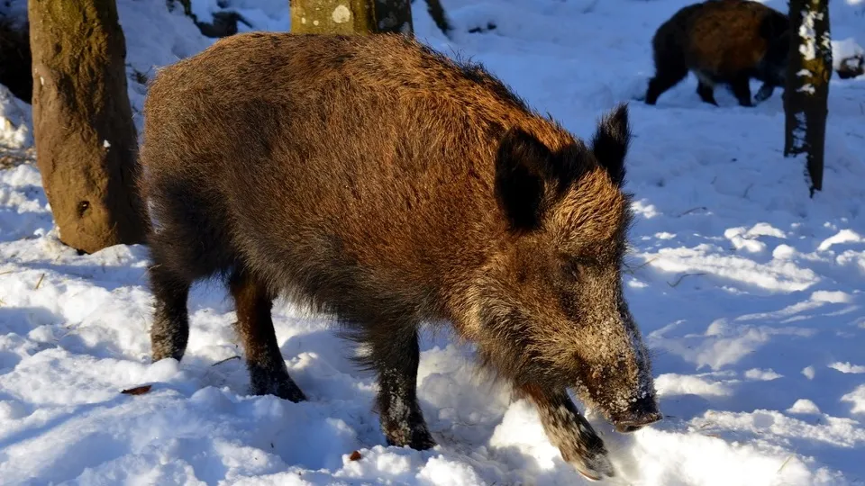 Фото: pxhere.com