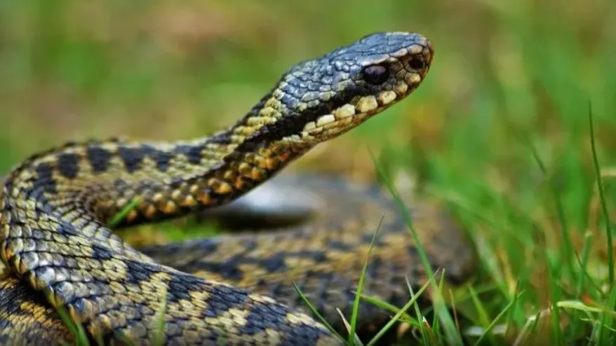 Фото: pixabay.com