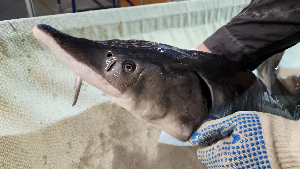 Фото: МедиаБанк Подмосковья/Мария Андрюхина