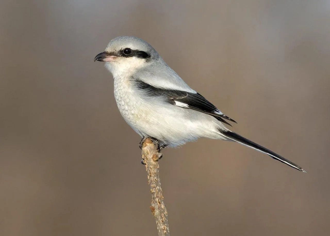 Фото: shtdk-nsk.vsite.biz