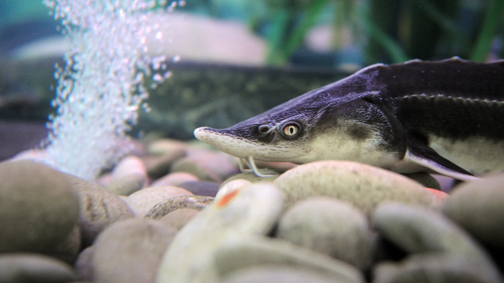 Прорыв в рыбоводстве совершили молодые ученые: подмосковные гении придумали, как спасти два вида рыб