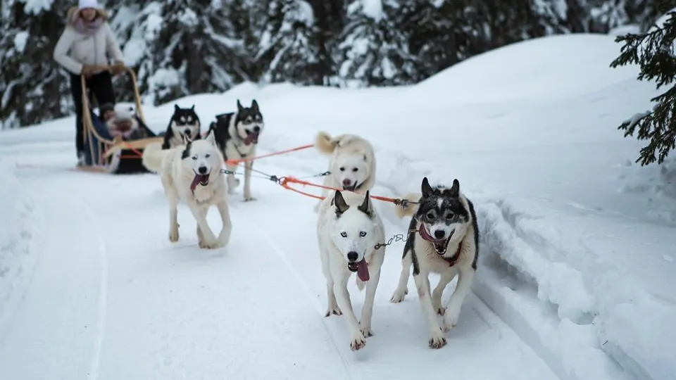 Фото: istockphoto.com/rkankaro