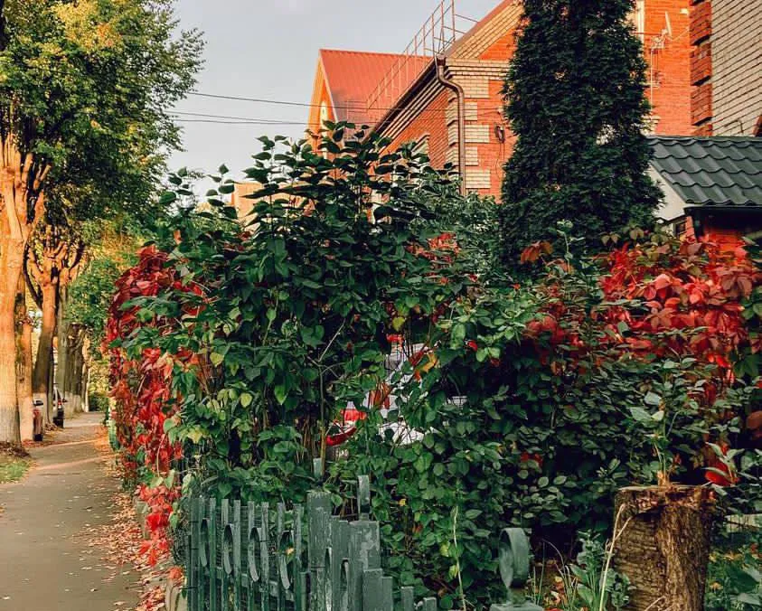 Фото: Телеграм-канал паблика «Видный город». https://t.me/vidno_mos/2950