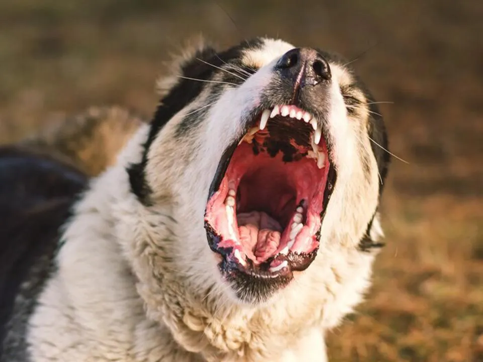 «Питомец обречен»: как защитить домашних животных от бешенства