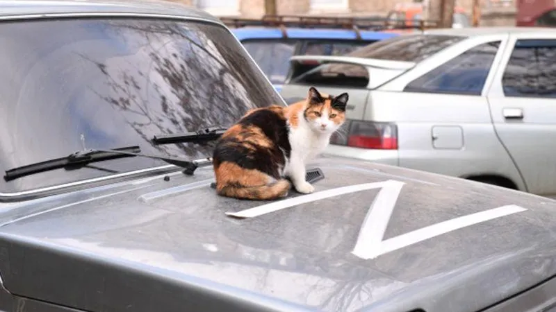 Добровольцы спасли десятки котов из-под обстрелов в Мариуполе