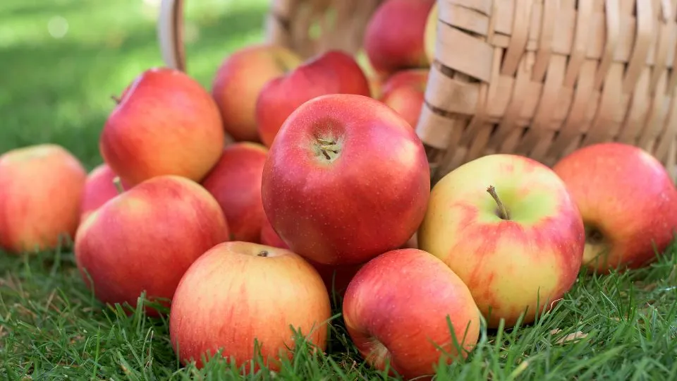 Фото: istockphoto.com/tchara