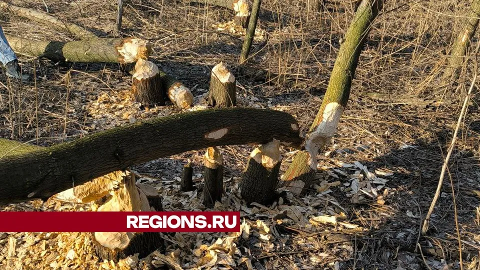 Фото предоставлено жительницей Жуковского