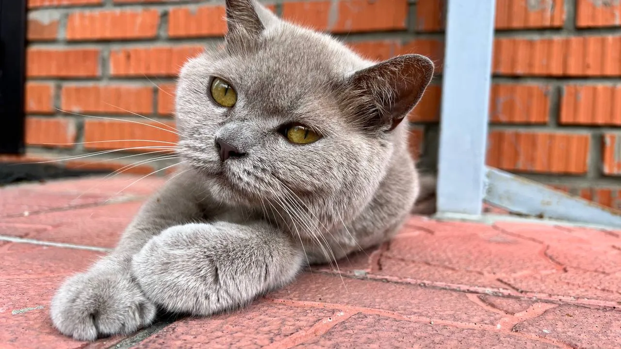 Фото: Елена Фурман