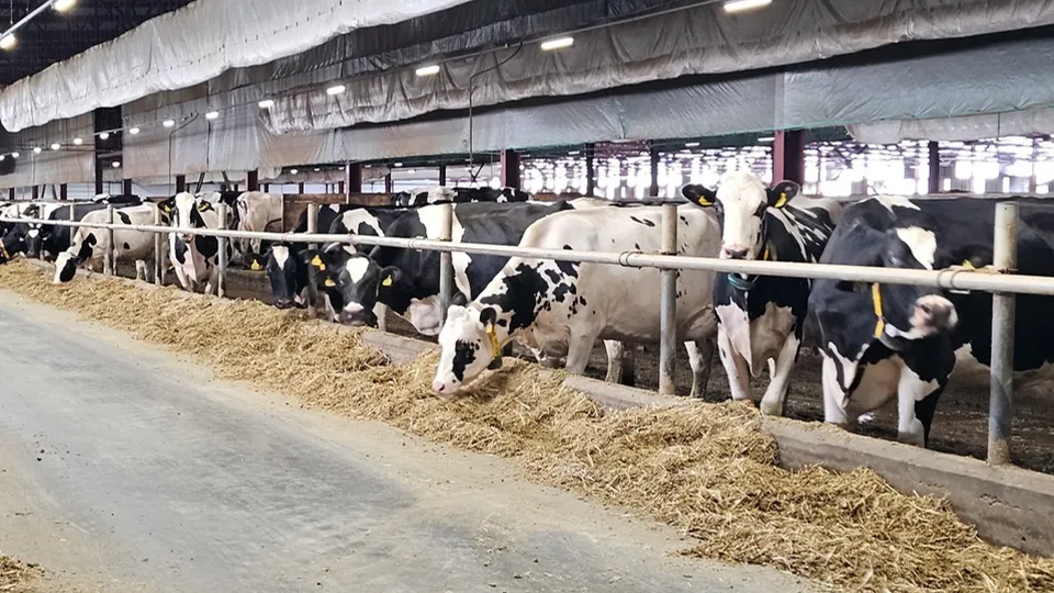 Фото: Агрохолдинг «ОСП агро»