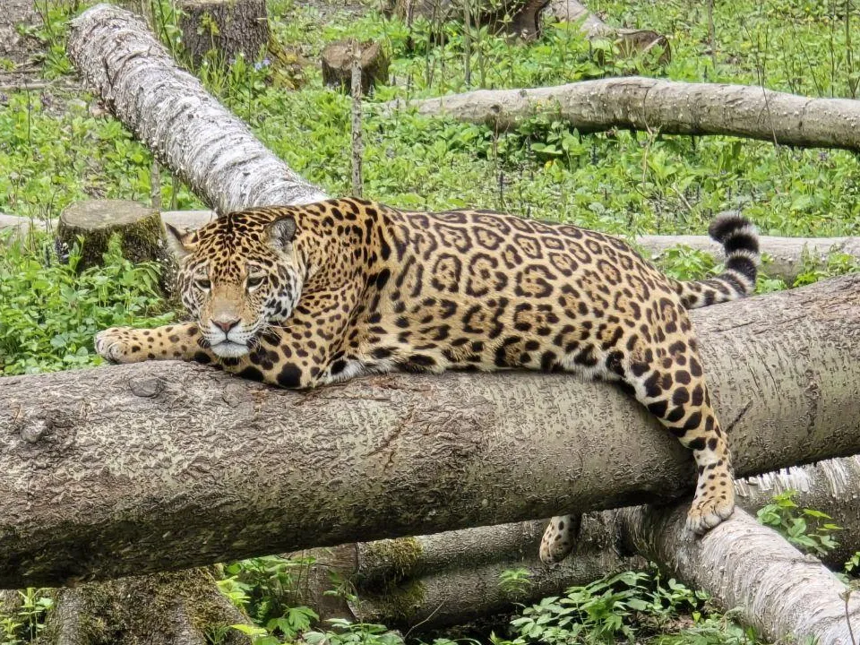 REGIONS/Яна Шаливская