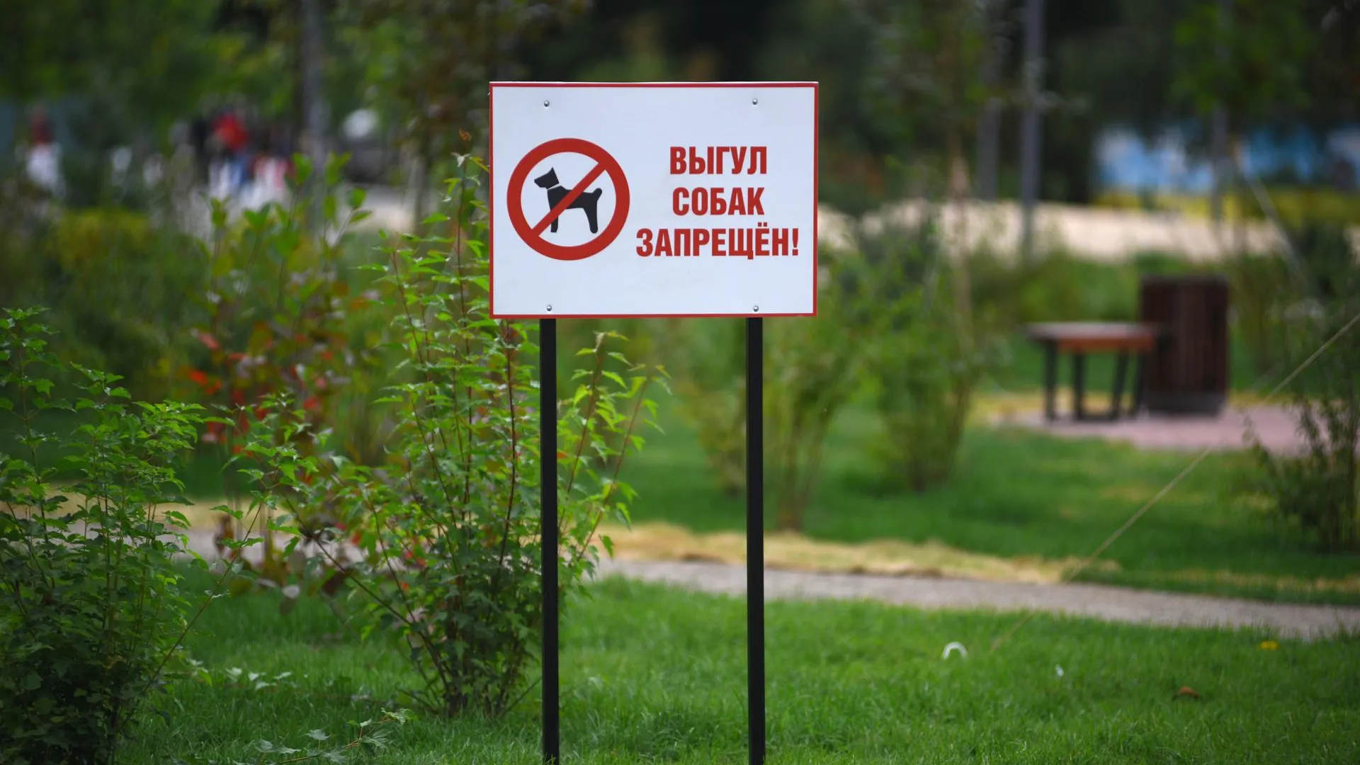 Юрист Русяев пояснил важность законопроекта о штрафах за несоблюдение требований к содержанию питомцев