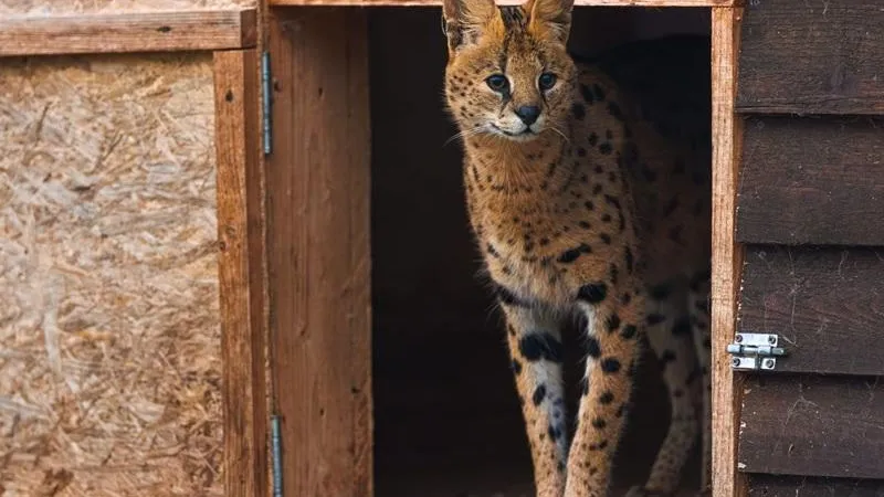 медиасток.рф