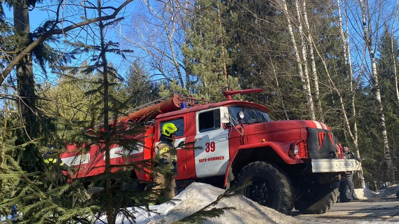 Фото: Комитет лесного хозяйства Московской области