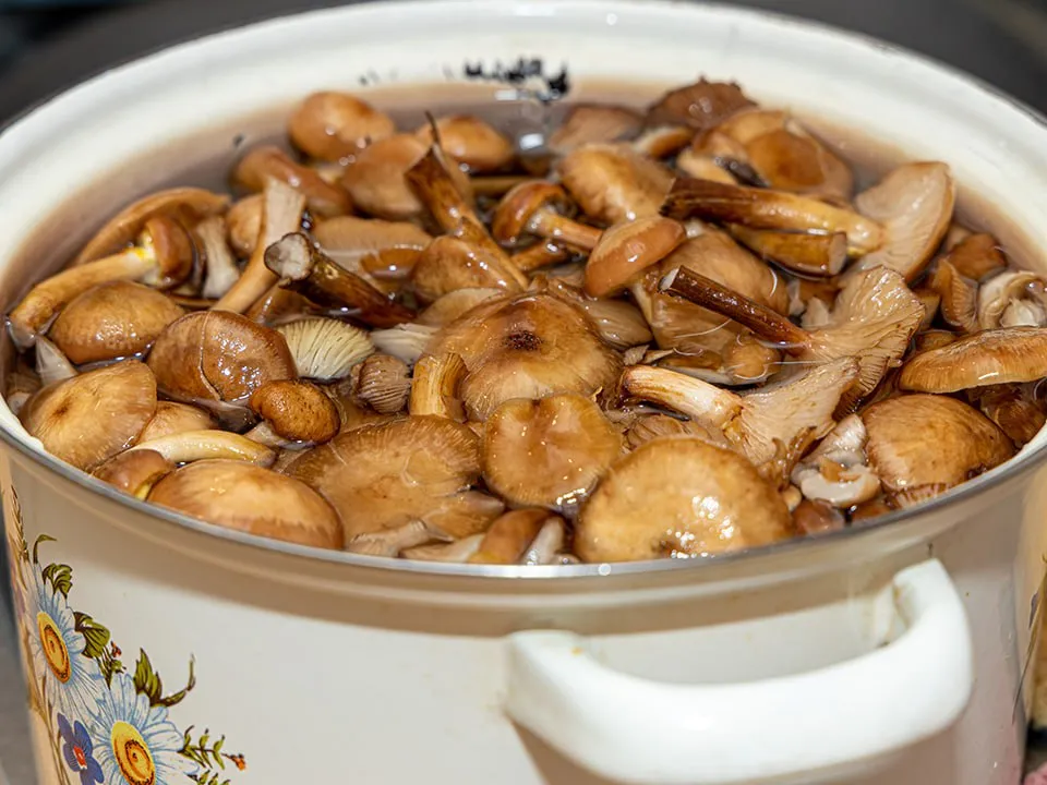 Фото: istockphoto.com/Mykhailo Tamakhin