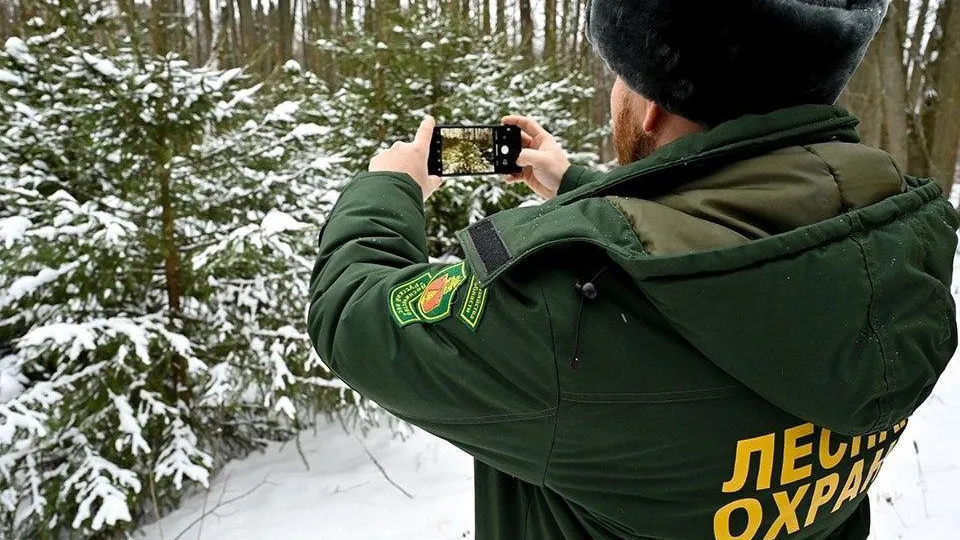 Фото: Комитет лесного хозяйства Московской области
