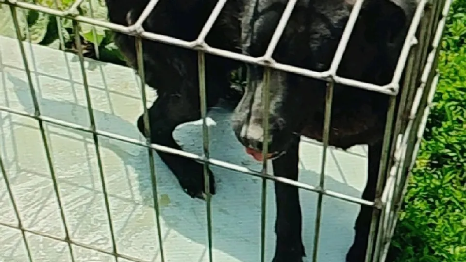 Фото: Администрация Лосино-Петровского г.о.