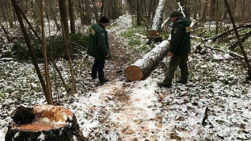 Мужчину осудили за незаконную вырубку деревьев в Истре