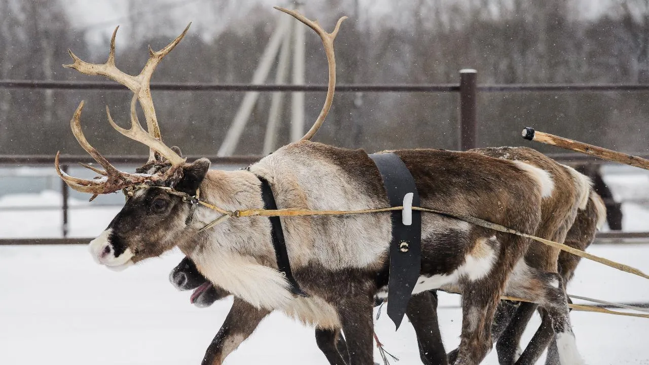 В Минсельхозпроде Подмосковья рассказали, где в области можно увидеть северных оленей